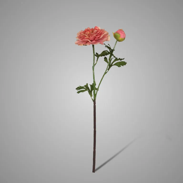 German Ranunculus Peach 54 cm
