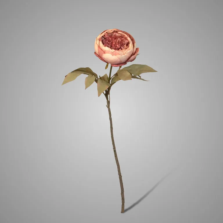 Peony Cup Ant. Pink 80 cm