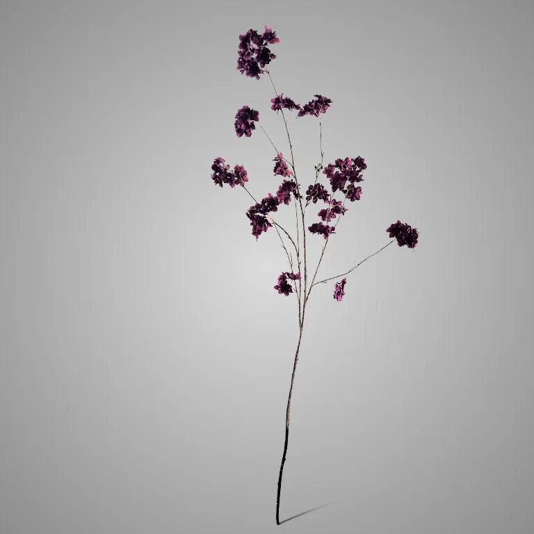 Prunus Sakura Grande Purple 130 cm