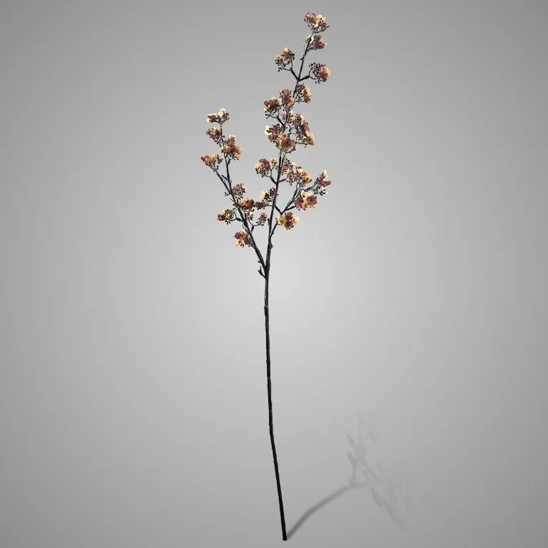 Potentilla Apricot 102 cm