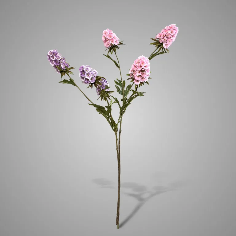 Sortment of Scabiosa Grande Spring 65 cm