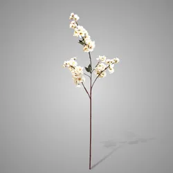 Prunus Sakura White 100 cm