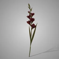 Gladiolus Bordeaux 95 cm