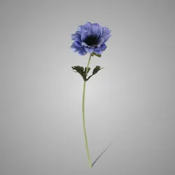 Single Anemone Blue 35 cm