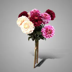 Sortment of Dahlia Bundle/3 Spring 2026 56 cm