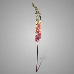 Eremurus Yellow Pink 110 cm