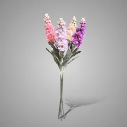 Sortment of Antirrhinum Springrange 80 cm