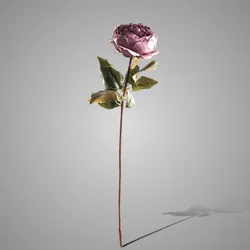 Peony Cup Flower Dark Pink 60 cm