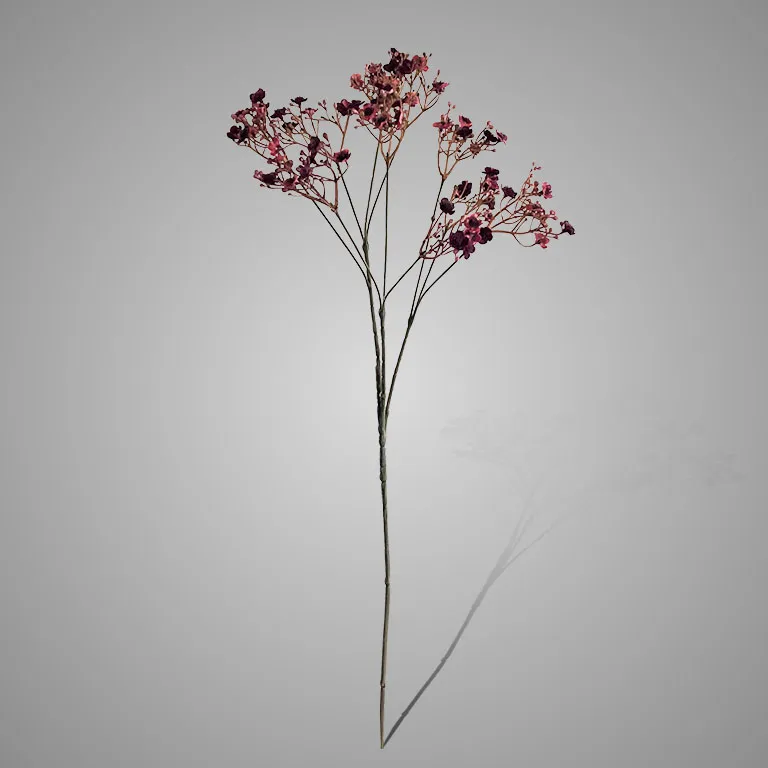 Gypsophila Burgundy 70 cm
