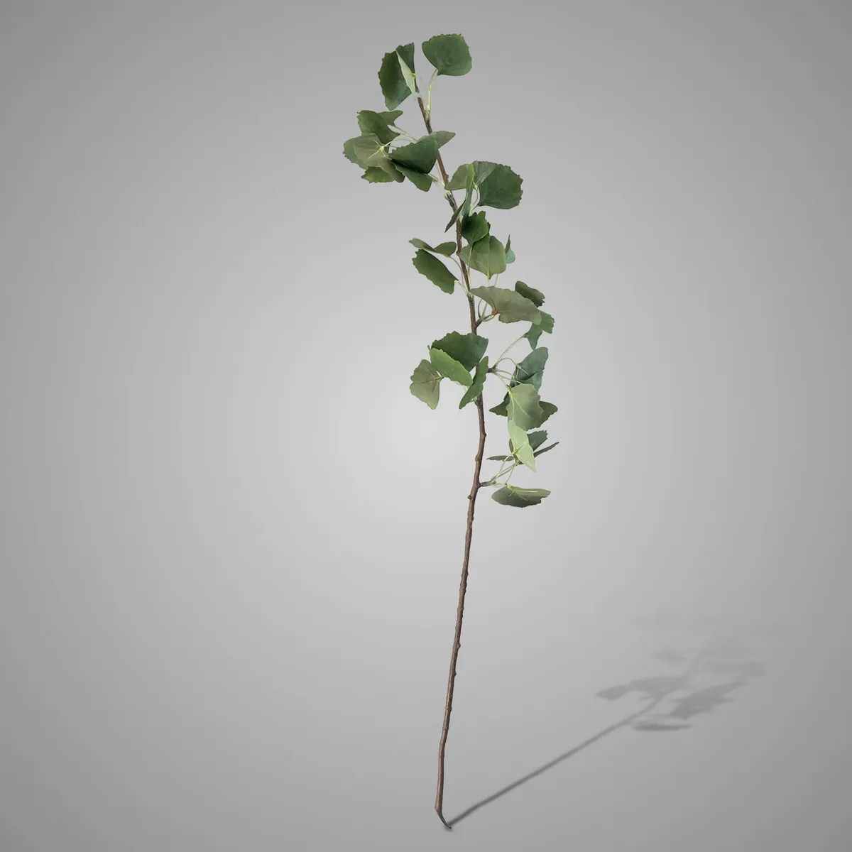 Ginkgo Stem 98 cm