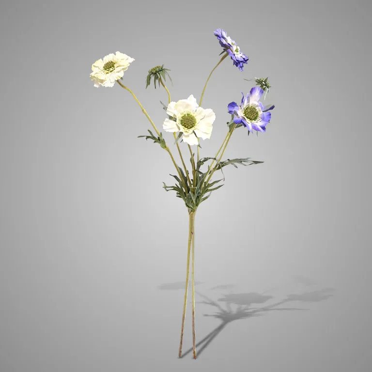 Sortment of Scabiosa White/Blue 70 cm