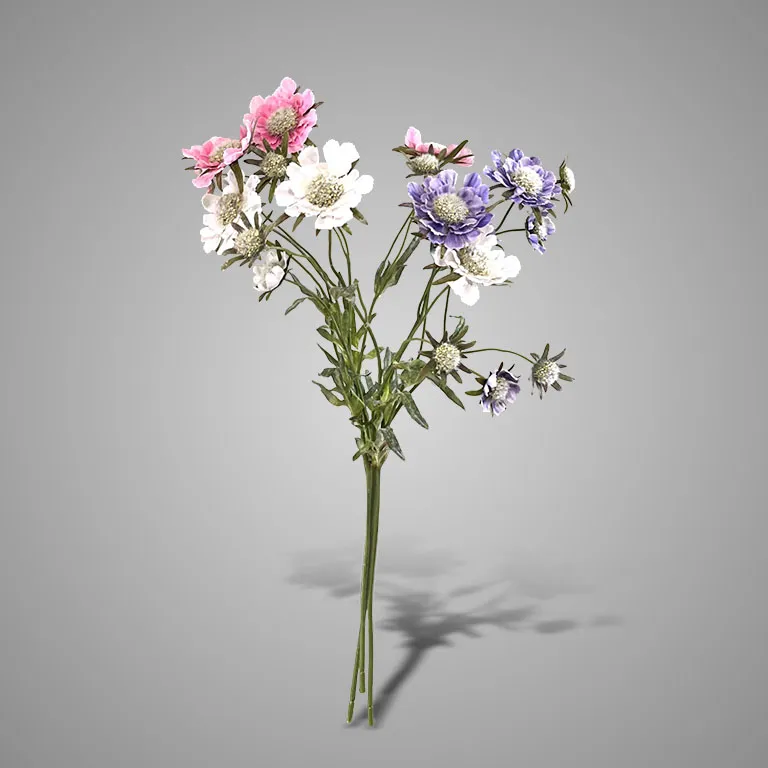 Sortment of Scabiosa Spring 65 cm
