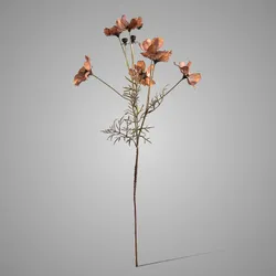 Cornus Kousa Ant. Brown 67 cm