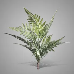 Bush Fern Classic Grey Green 50 cm