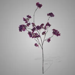 Bougainvillea Grande Purple 130 cm