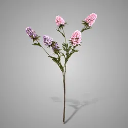 Sortment of Scabiosa Grande Spring 65 cm