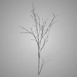 Beech Twig Natural L 100 cm