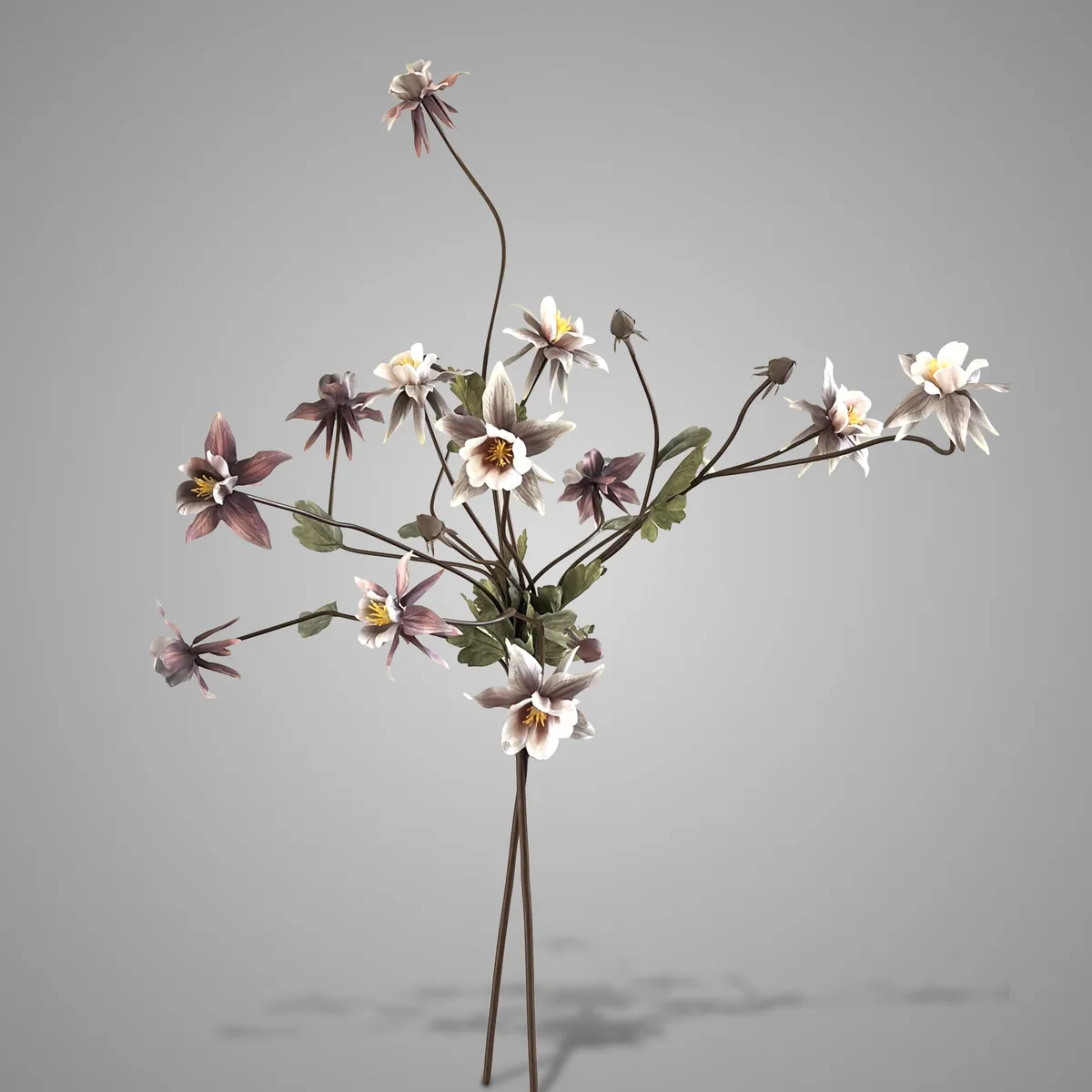 Sort. of 2 Aquilegia Off White Purple Range 80 cm