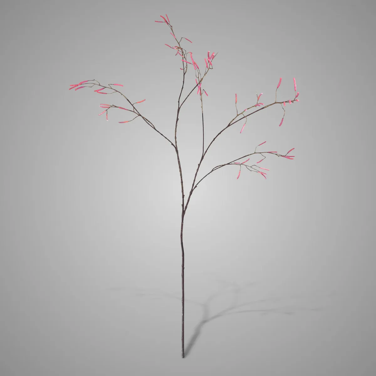 Betula Fructus 100 cm