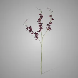 Cymbidium Dark Pink 78 cm