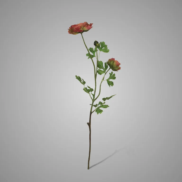 Ranunculus Fading Pink Green 71 cm