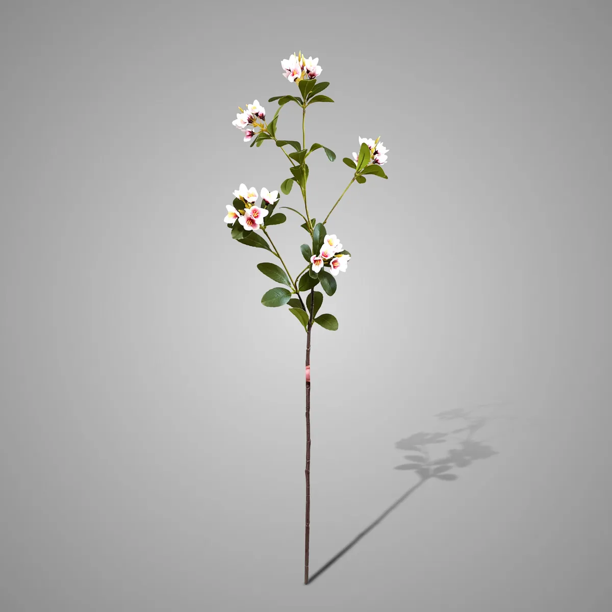 Enkianthus Pink 79 cm