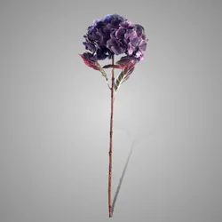 Hydrangea Blue Purple 70 cm