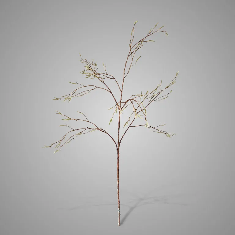 Betula Fructus Grande 100 cm