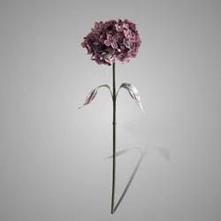 Hydrangea Ant. Pink 80 cm