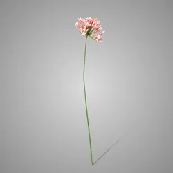 Agapanthus Pink 75 cm