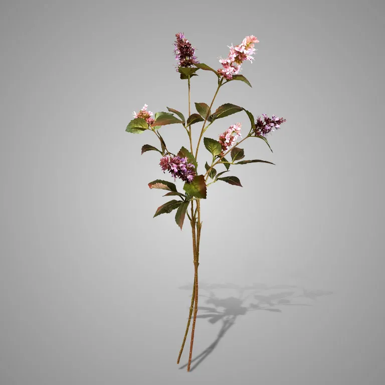 Sortment Nepeta Pink ange 74 cm