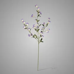 Campanula Blue 110 cm