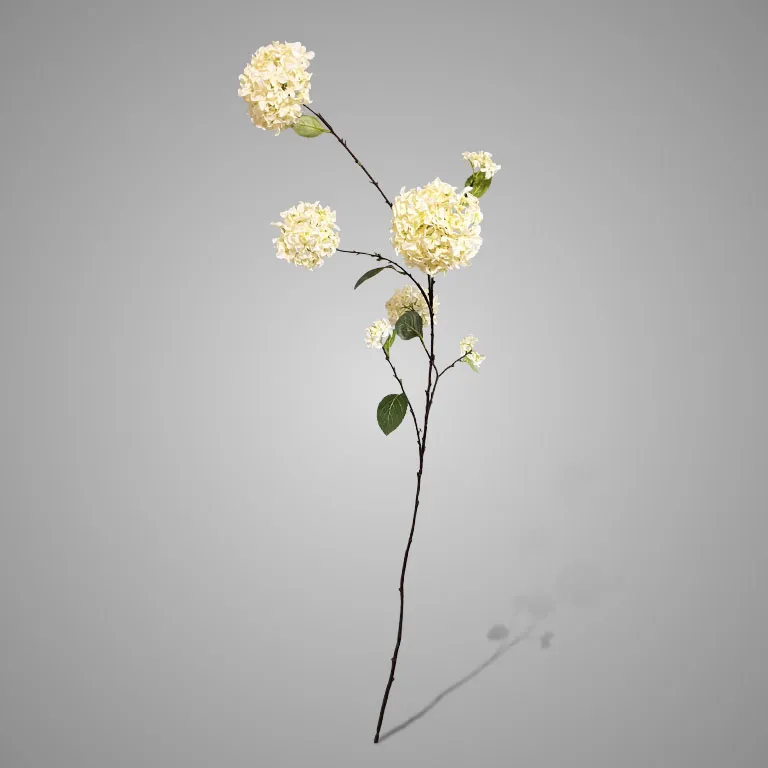 Viburnum Opulus White 120 cm