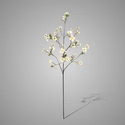 Cornus Kousa Pink 94 cm