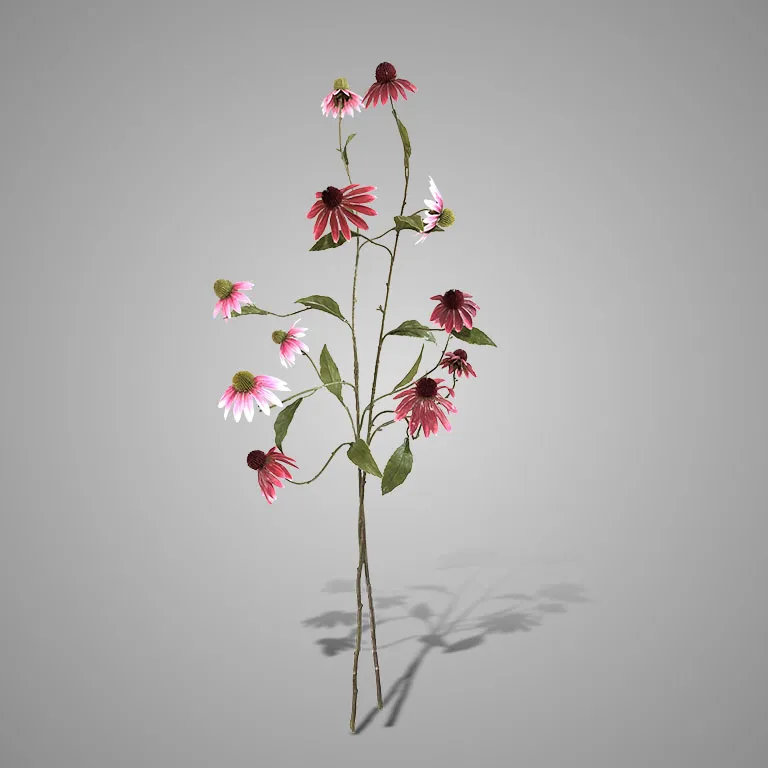 Sortment of Echinacea Grande Pink/Purple 100 cm