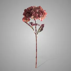 Hydrangea Coffee Orange 70 cm