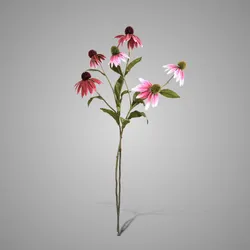 Sortment of Echinacea Pink/Purple 72 cm