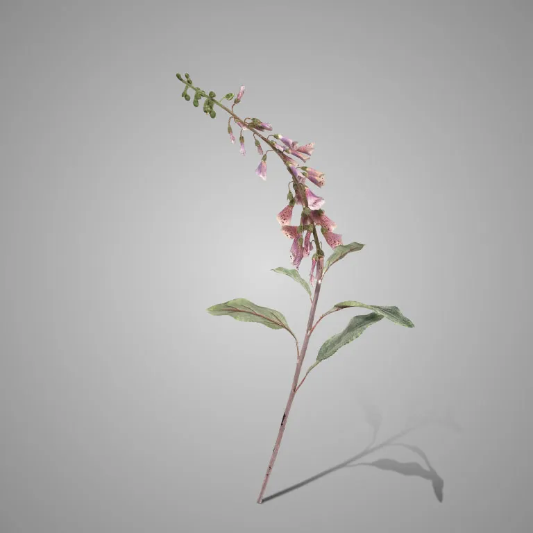 Digitalis Grande Salmon 100 cm