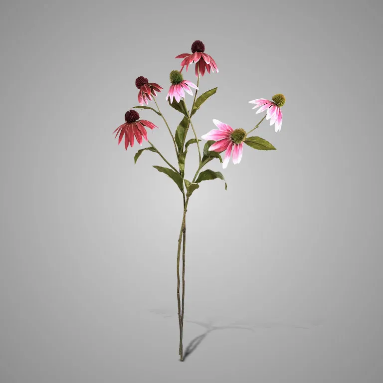 Sortment of Echinacea Pink/Purple 72 cm