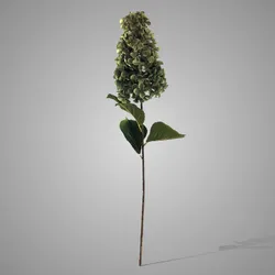 Hydrangea Paniculata Green 90 cm