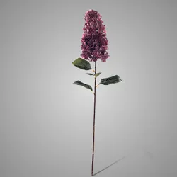 Hydrangea Paniculata Pink 90 cm