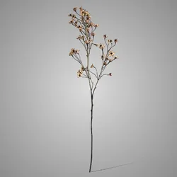 Cornus Off White M 92 cm