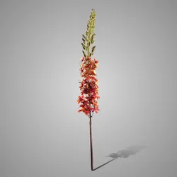 Eremurus Orange 110 cm