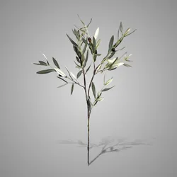 Olive Stem Frustcus Green  80 cm