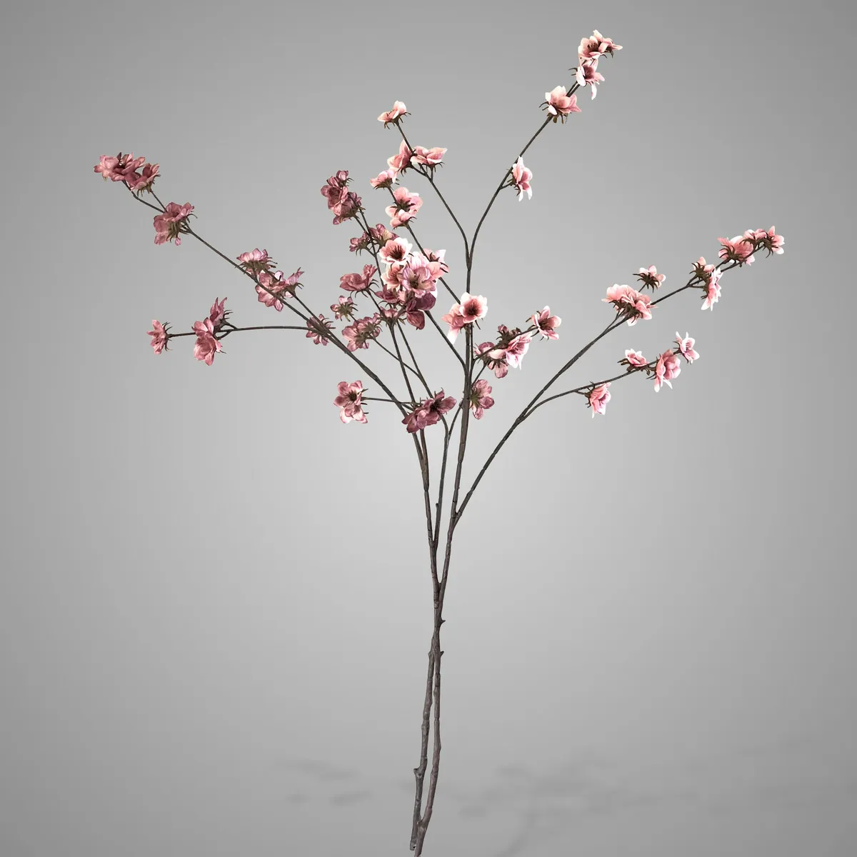 Sort. of 2 Prunus In Bloom Red Purple Range 72 cm