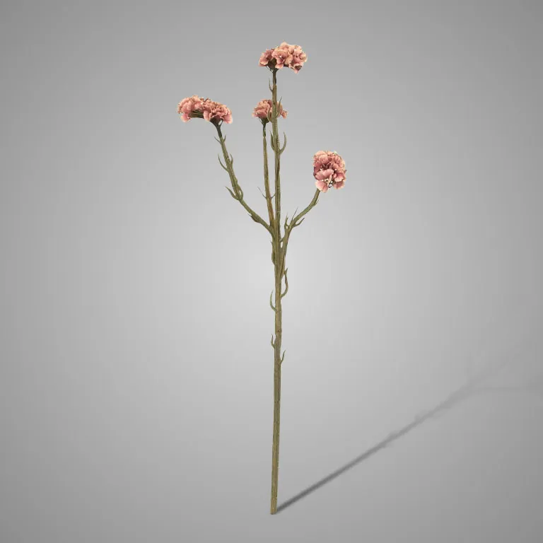 Statice Ant. Pink 64 cm