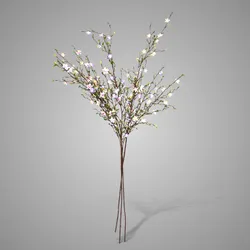 Sortment of Cytisus Springrange 90 cm