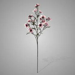 Chrysanthemum Ant. Pink 90 cm