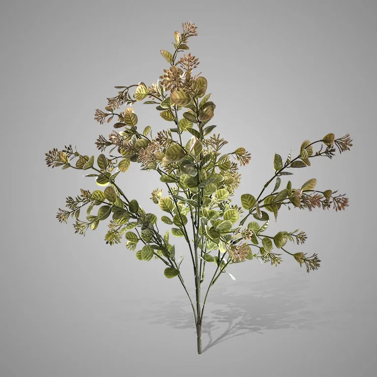 Myosotis Bush Brown Green 50 cm