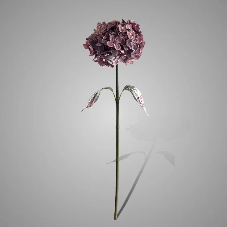 Hydrangea Ant. Pink 80 cm